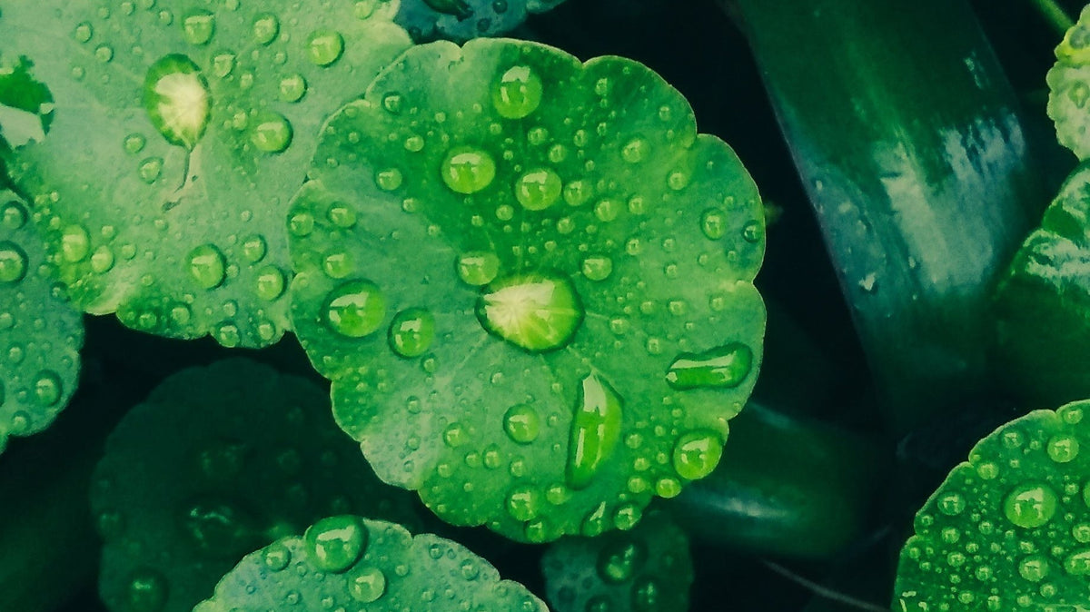 Foglie fresche di centella asiatica, ingrediente lenitivo della skincare coreana