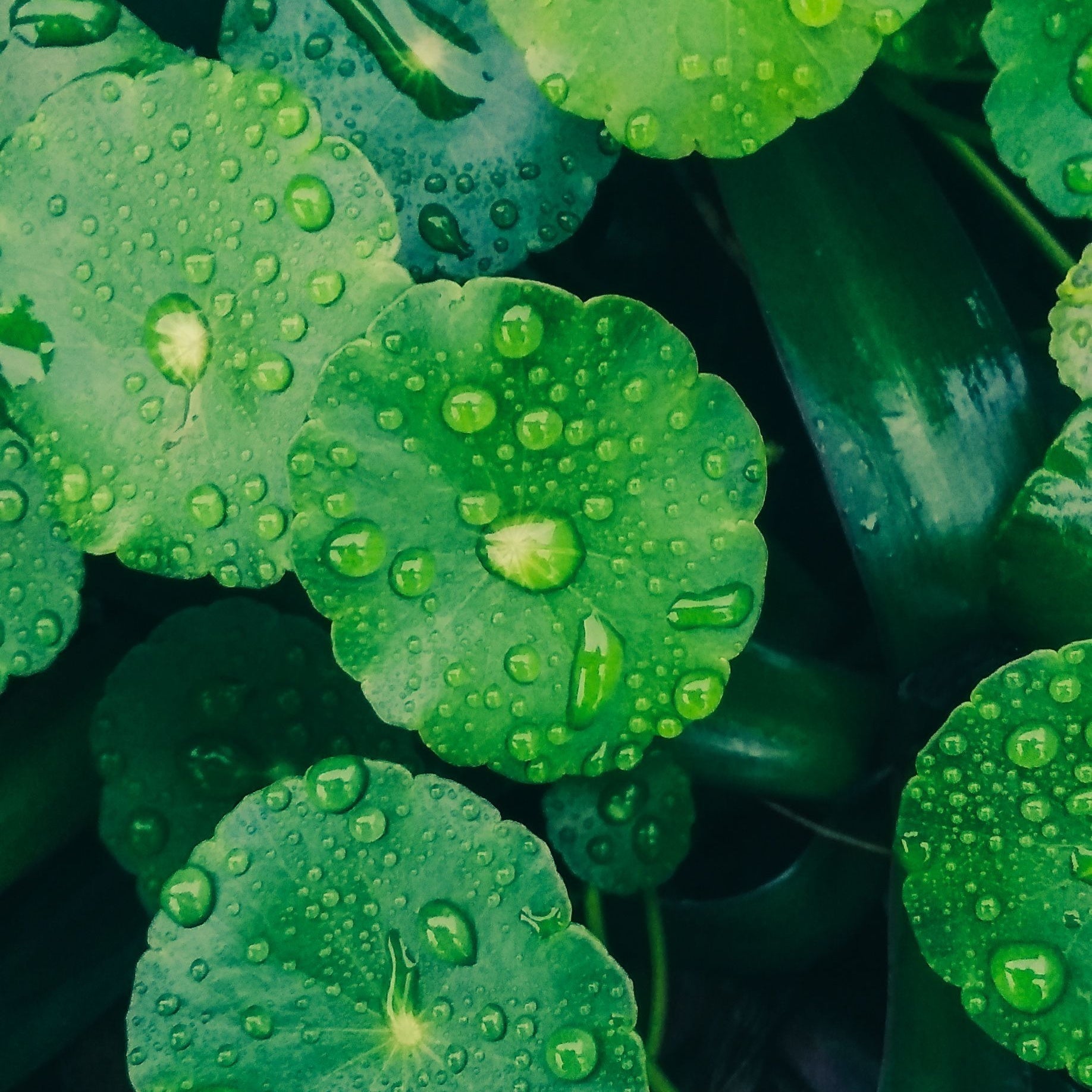 Foglie fresche di centella asiatica, ingrediente lenitivo della skincare coreana