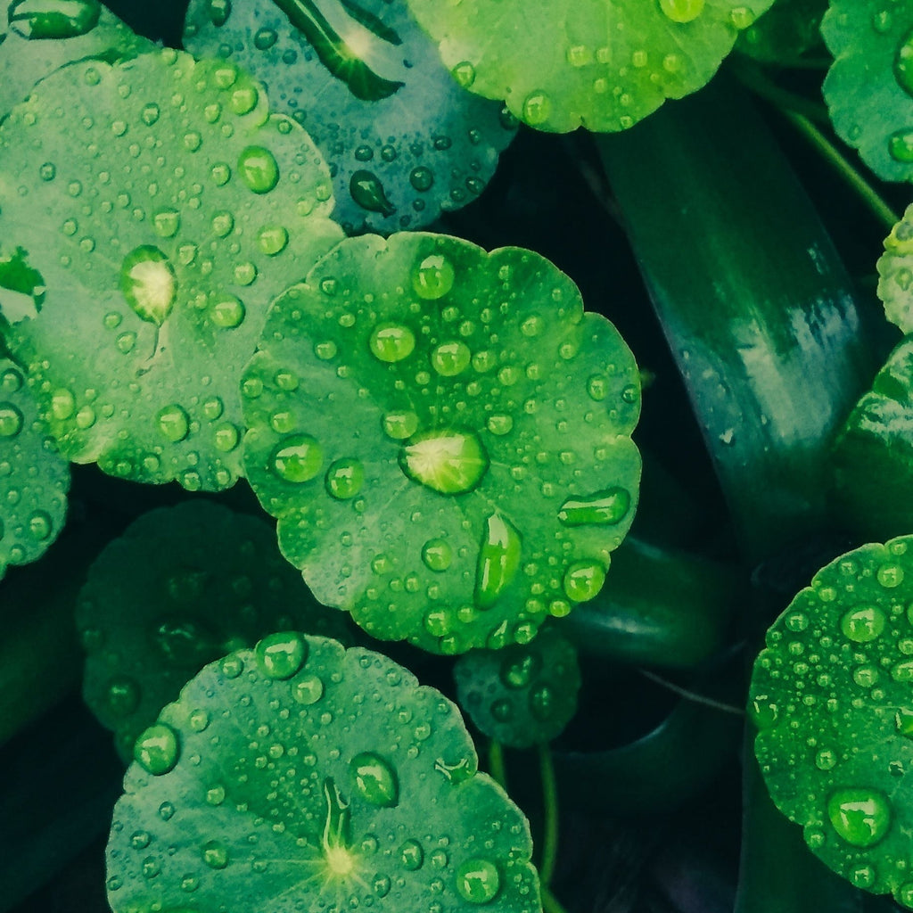 Centella Asiatica: la pianta che i coreani hanno capito prima di noi