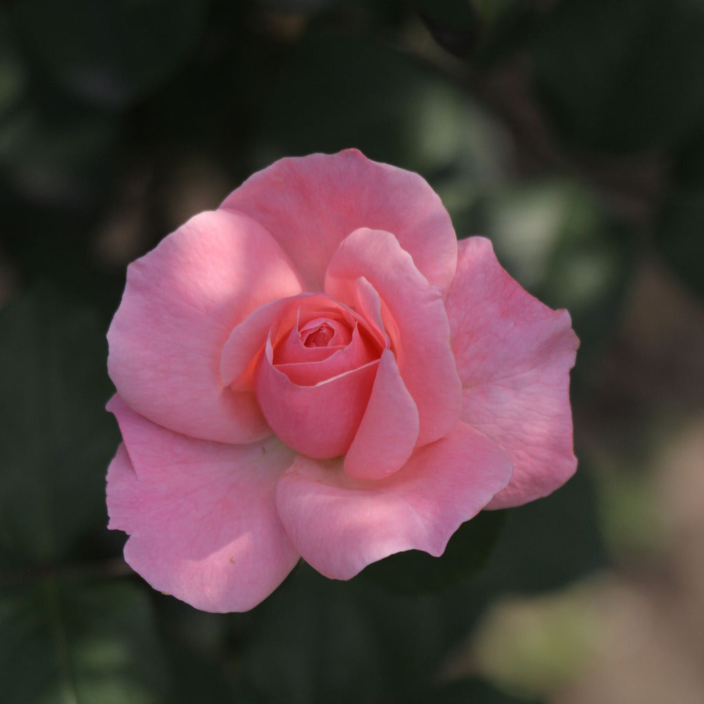Prodotti skincare alla rosa - lenitivi ed elasticizzanti