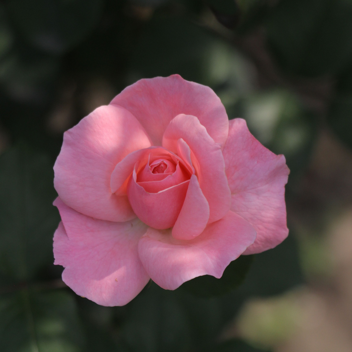 Prodotti skincare alla rosa - lenitivi ed elasticizzanti